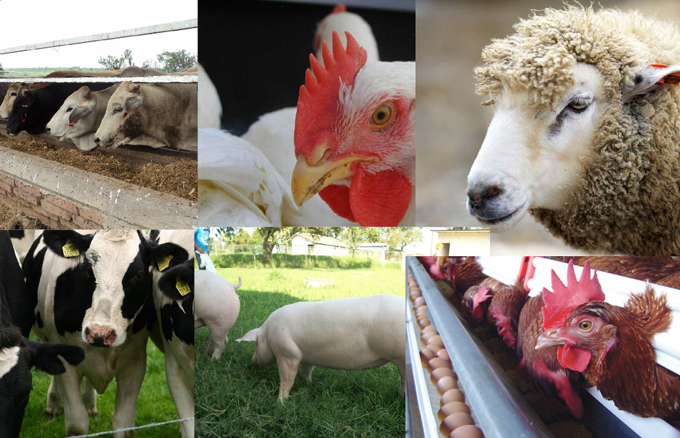 Sesionará en Cuba evento mundial de producción animal Sesionará en Cuba evento mundial de producción animal