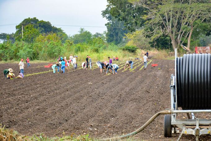 Agricultores trabajan para cumplir plan de siembra de frío Agricultores trabajan para cumplir plan de siembra de frío