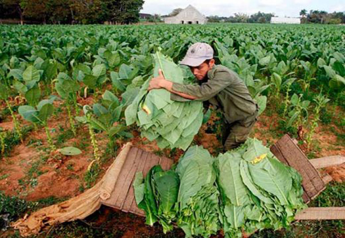 El XXII Festival del Habano se traslada hoy hacia las plantaciones de tabaco