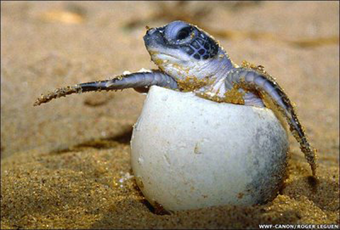 Miles de pequeñas tortugas marinas invaden playa Rushikulya en India