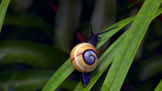 Primeros resultados de proyecto manejo integrado de la biodiversidad en Cuba Primeros resultados de proyecto manejo integrado de la biodiversidad en Cuba