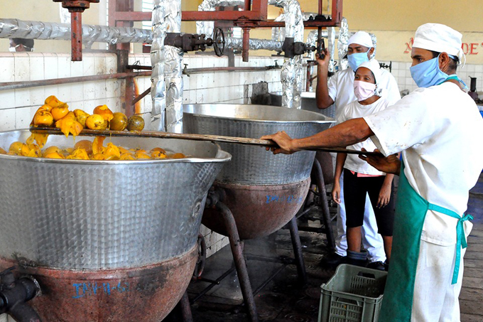 Alimentaria masoense enfrascada en cosecha del mango (+fotos)