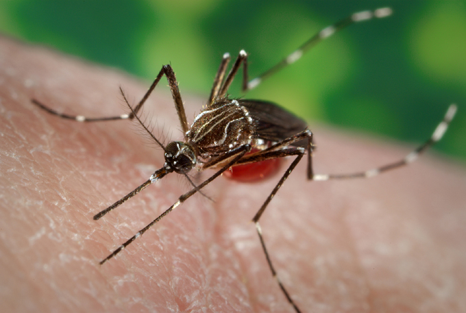 Cuba mantiene el enfrentamiento activo a la Covid-19 y al Dengue Cuba mantiene el enfrentamiento activo a la Covid-19 y al Dengue