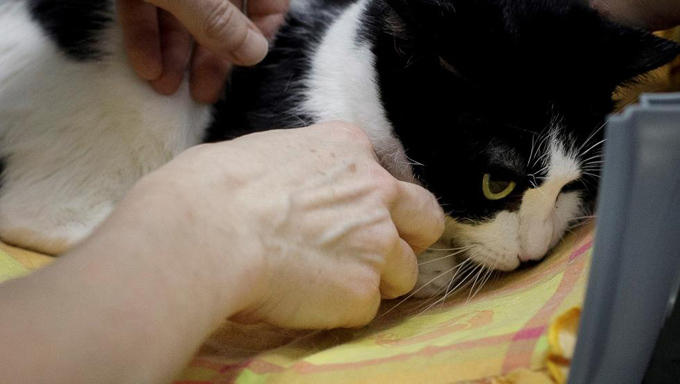Francia reporta primer caso de gato contagio natural de Covid-19 (+video) Francia reporta primer caso de gato contagio natural de Covid-19 (+video)