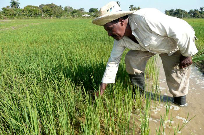 Sin cederle terreno al déficit de urea (+video)