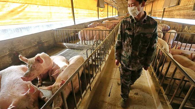 Descubren en China cepa de gripe porcina con potencial para pandemia Descubren en China cepa de gripe porcina con potencial para pandemia