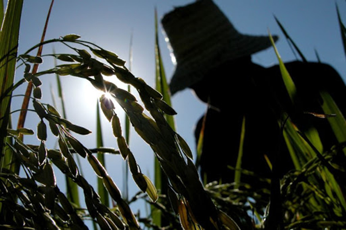 Vietnam y Japón ayudan a Cuba a producir más arroz