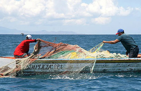 Pronostican creciente actividad de pescador comercial por cuenta propia (+video) Pronostican creciente actividad de pescador comercial por cuenta propia (+video)