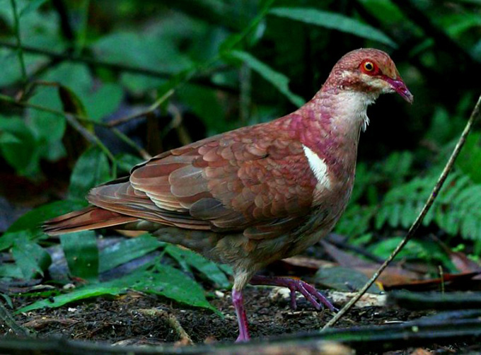 Identifican paloma perdiz colorada en los predios del Cupaynicú (+fotos) Identifican paloma perdiz colorada en los predios del Cupaynicú (+fotos)