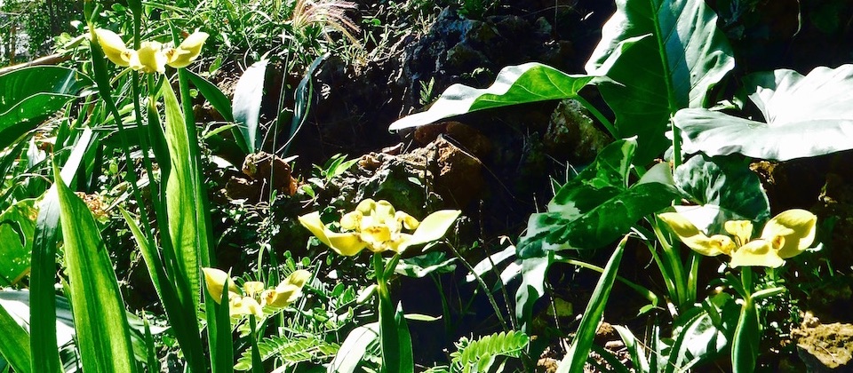 Baracoa, el jardín exuberante del Oriente