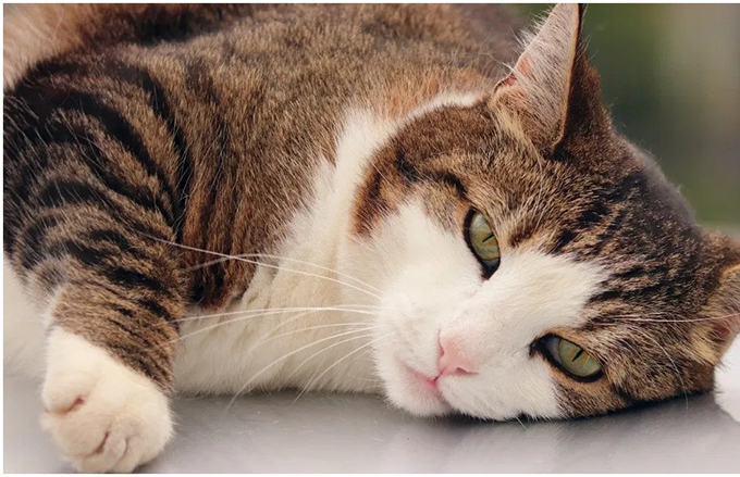 Los gatos, entre el amor y la incomprensión