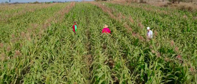 Tecnología cubana para aumentar producción de maíz