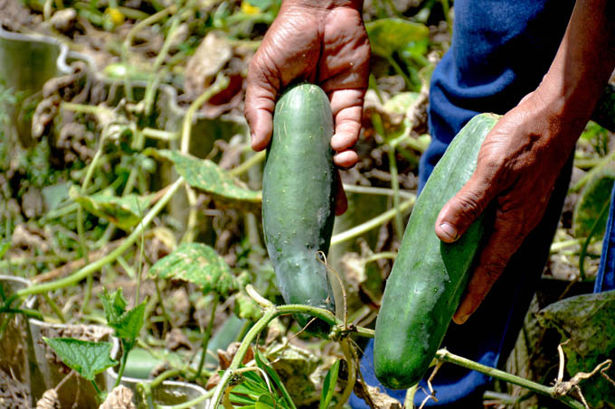 Califican de Bien Agricultura Urbana, Suburbana y Familiar Califican de Bien Agricultura Urbana, Suburbana y Familiar