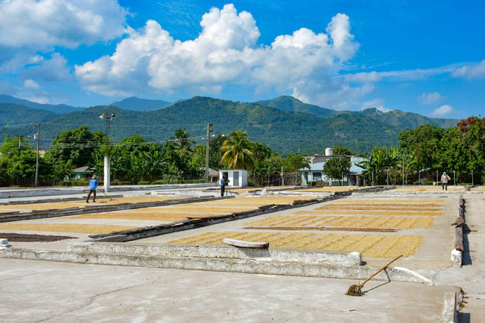 Avanza  preparativos  en  industria cafetalera en Buey Arriba