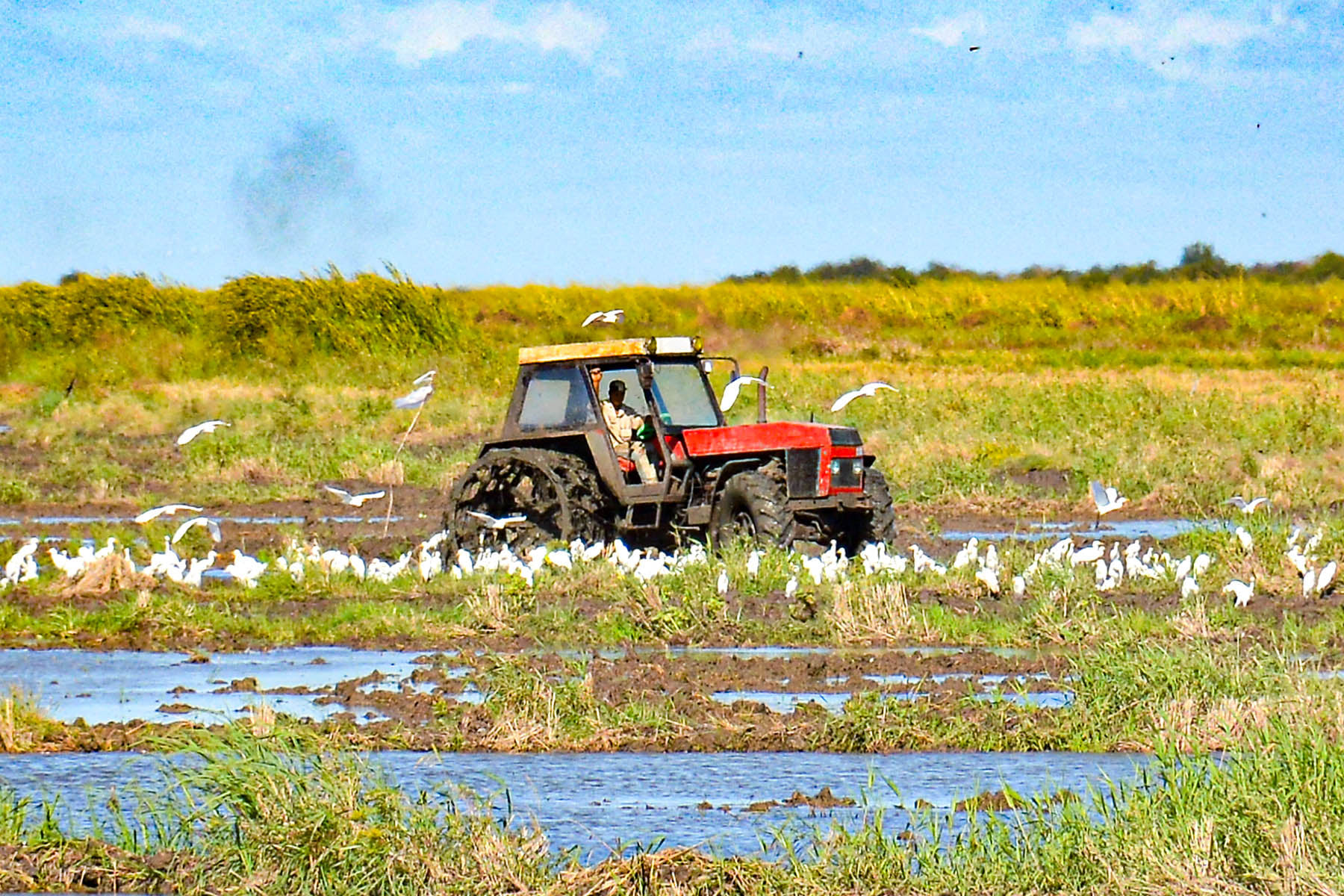 Granma inició campaña de siembra de frío en el arroz Granma inició campaña de siembra de frío en el arroz