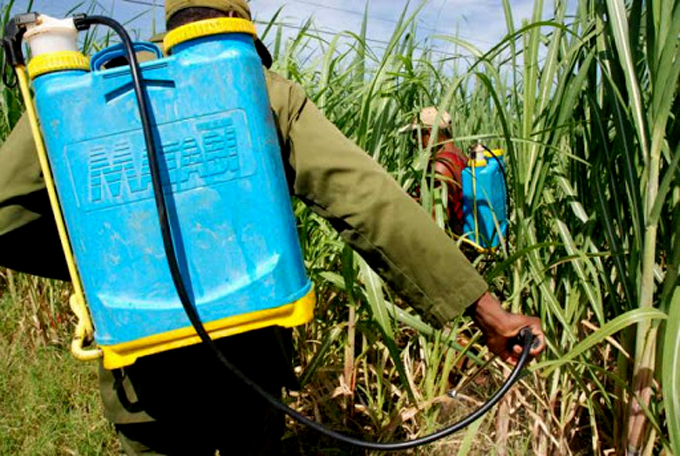 Azucareros por elevar eficiencia… Con más ciencia Azucareros por elevar eficiencia… Con más ciencia