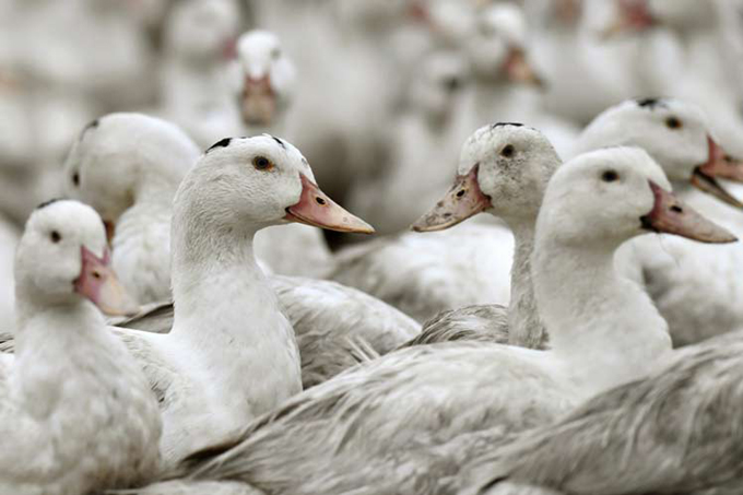 Francia sacrifica cientos de miles de patos por gripe aviar Francia sacrifica cientos de miles de patos por gripe aviar