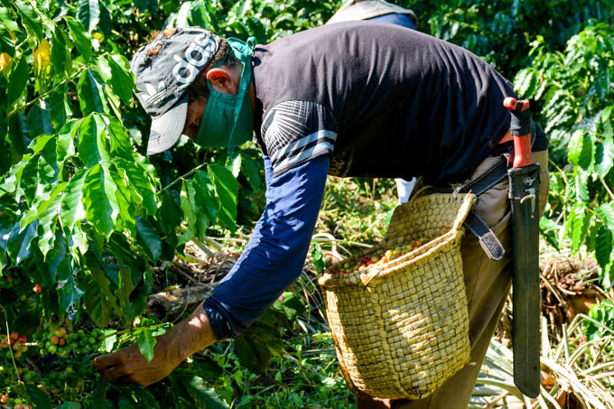 Continúa cosecha de café en la Sierra Maestra de Granma