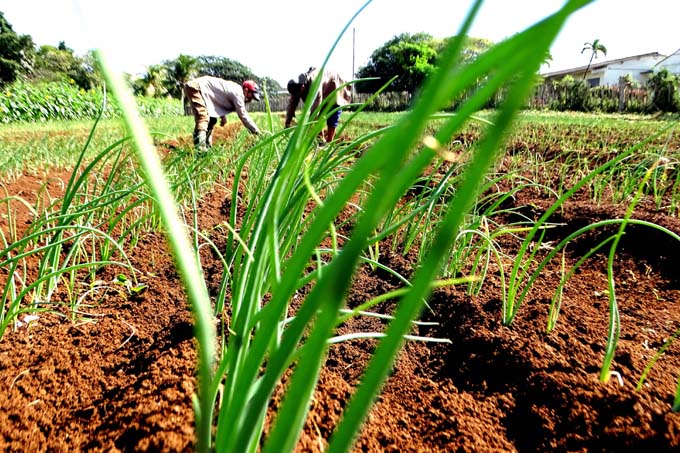 Granma trabaja  para desarrollarse desde la Agricultura