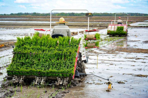 Granma a trasplante mecanizado en el arroz