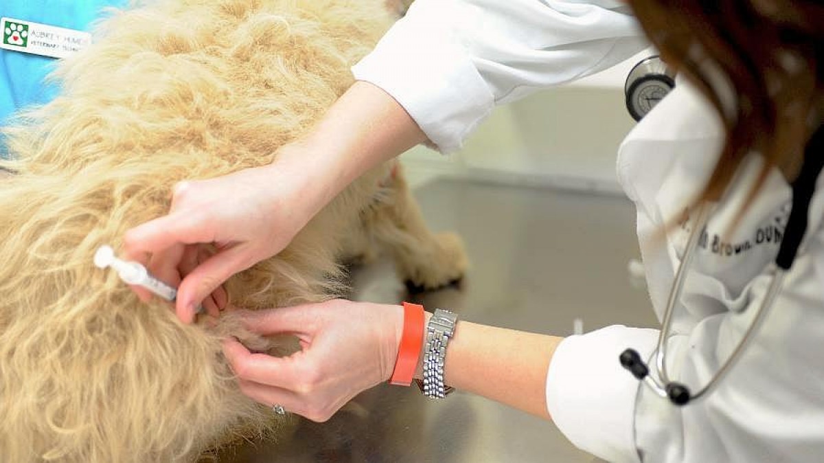 Rusia registra vacuna contra Covid-19 para animales