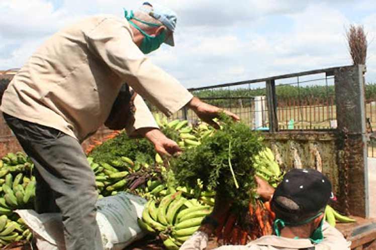 Cuba trabaja por la seguridad alimentaria de la población