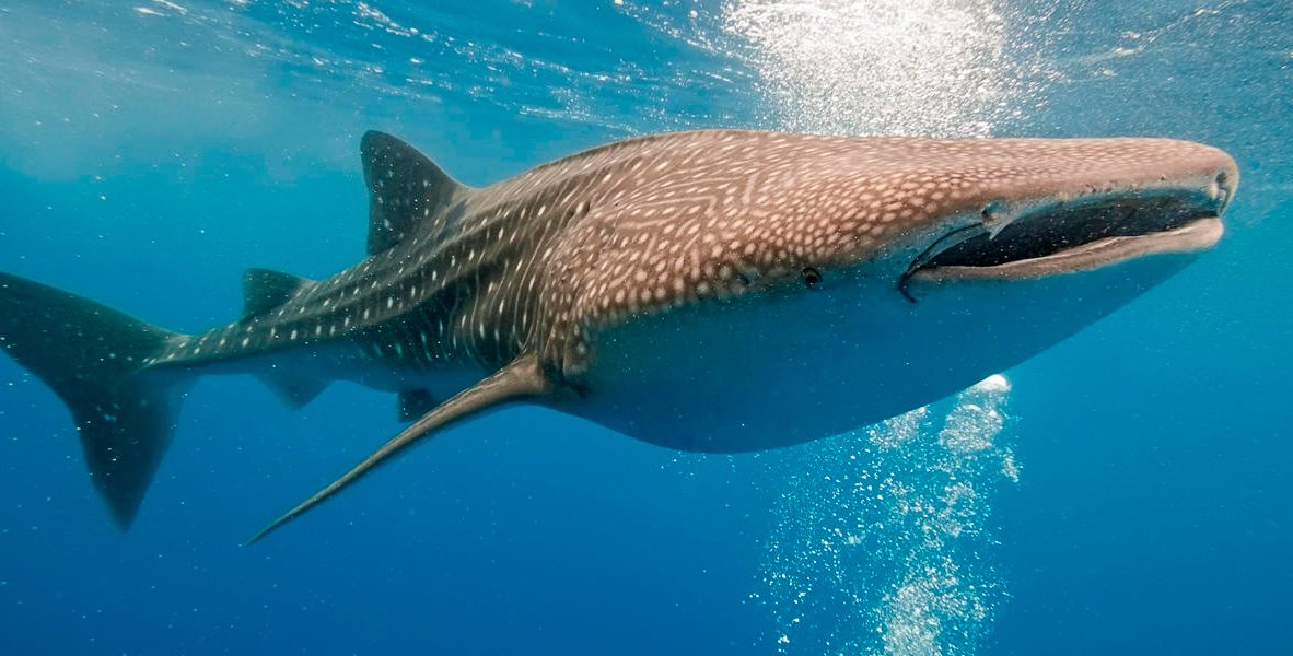 Salvan en India otro tiburón ballena Salvan en India otro tiburón ballena