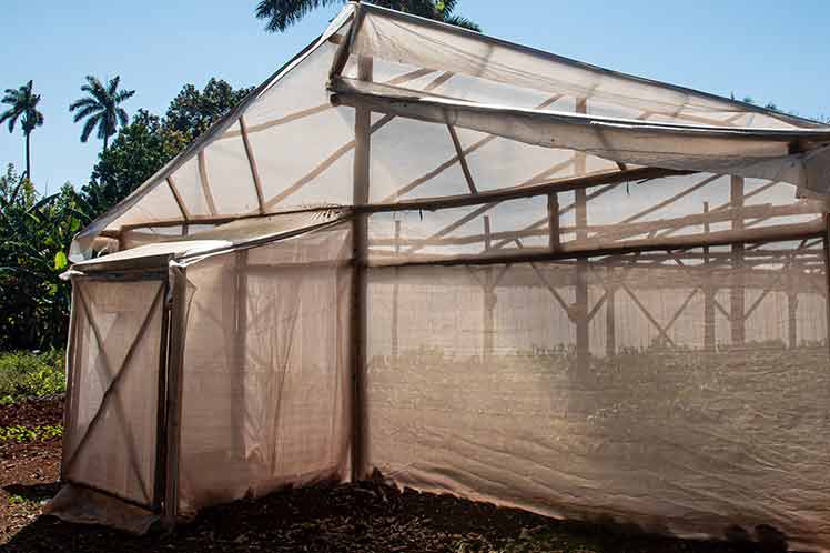 Casas rústicas de cultivos protegidos sustituyen importaciones Casas rústicas de cultivos protegidos sustituyen importaciones