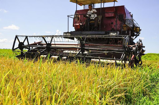 En marcha cosecha de arroz en Granma