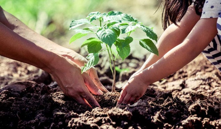 Acometerán acciones de reforestación en saludo al 5 de Junio (+audio) Acometerán acciones de reforestación en saludo al 5 de Junio (+audio)