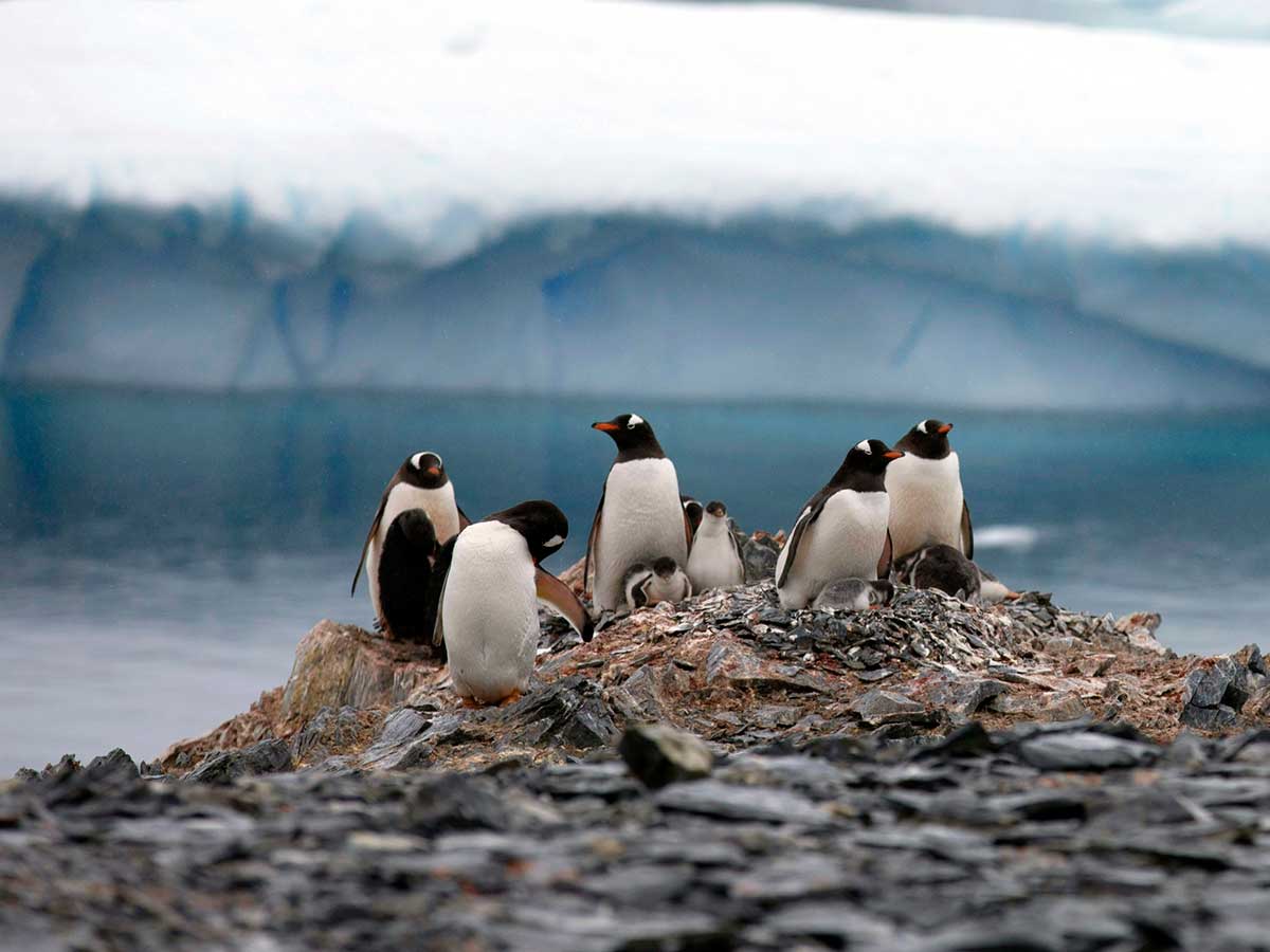 Alertan sobre daños de microplásticos para los pingüinos en Antártida Alertan sobre daños de microplásticos para los pingüinos en Antártida