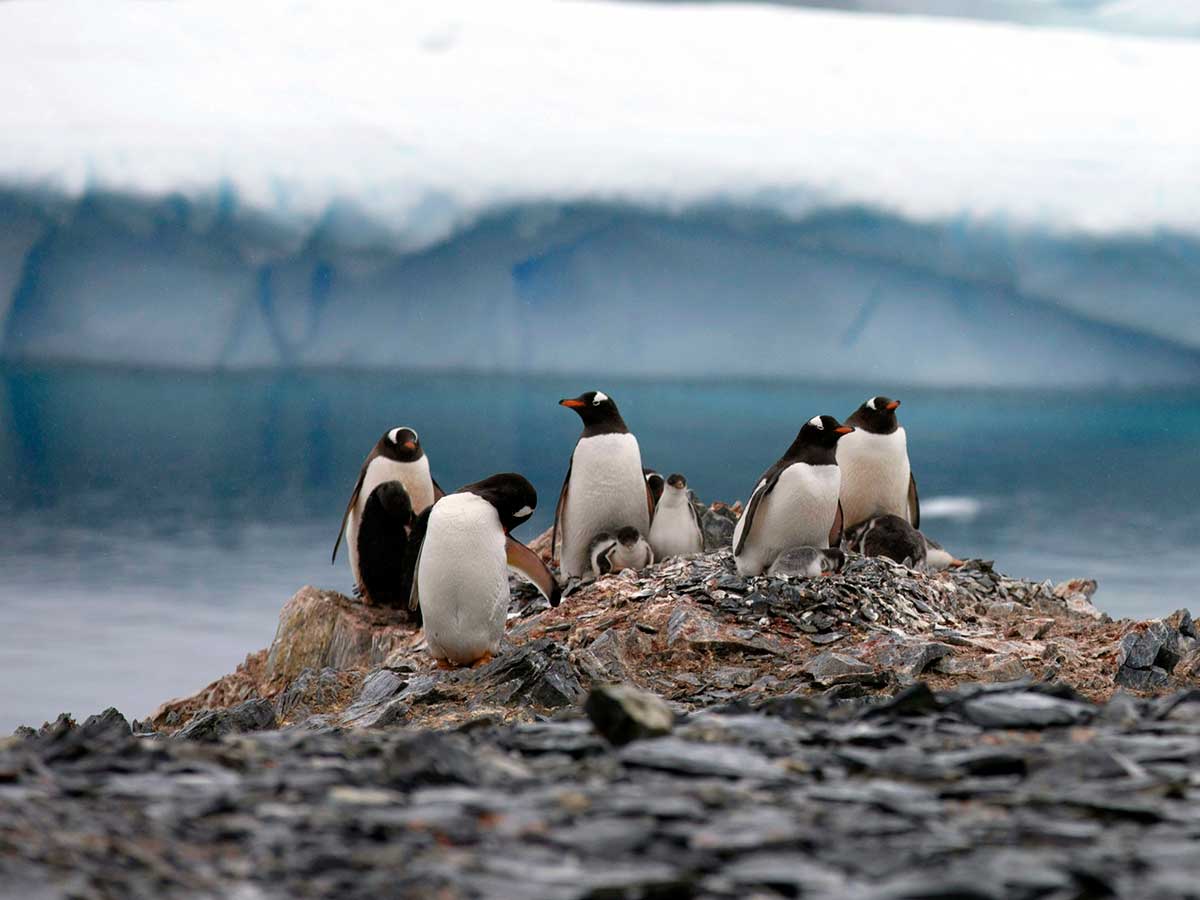 Alertan sobre daños de microplásticos para los pingüinos en Antártida