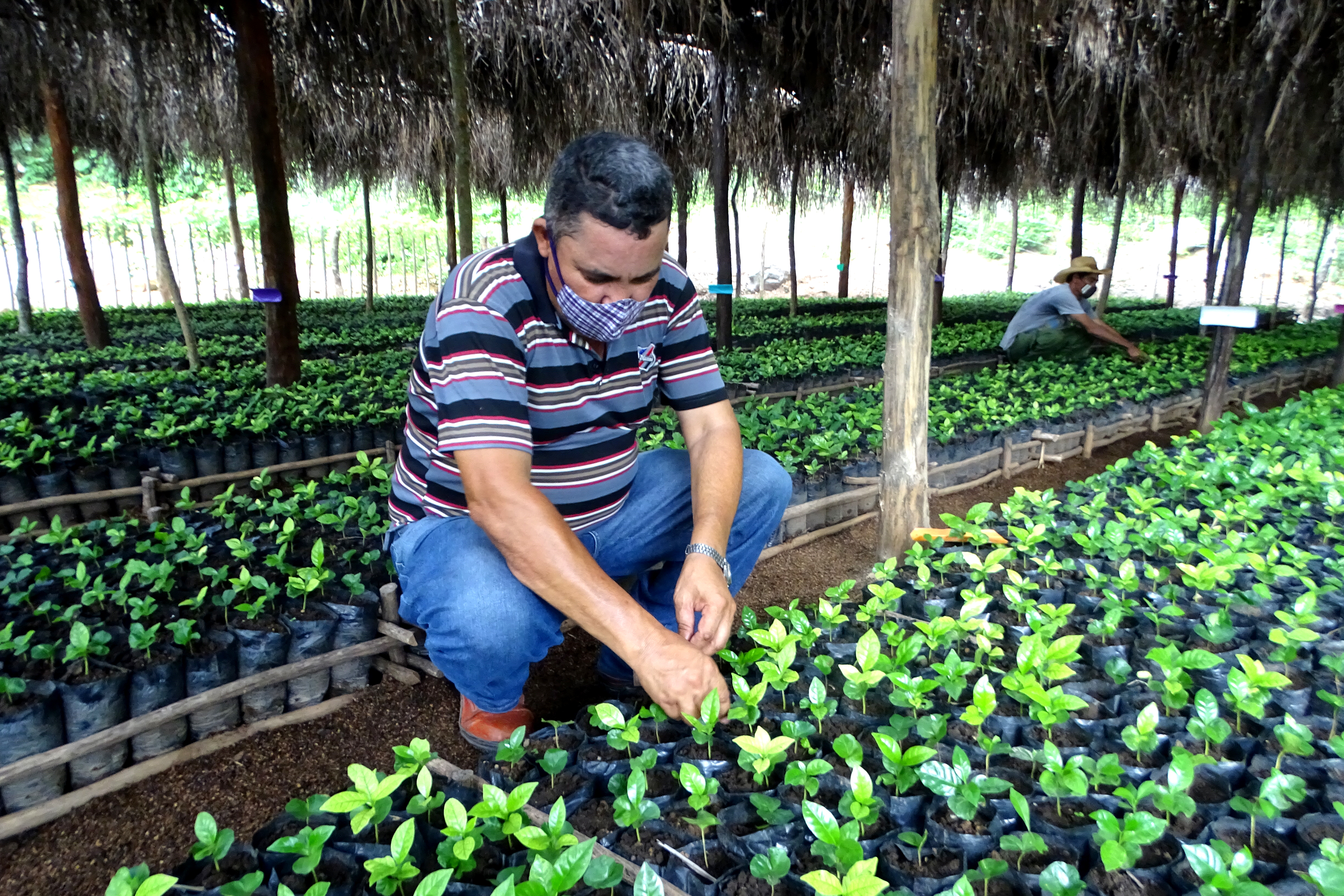 El EJT por una zafra cafetalera superior