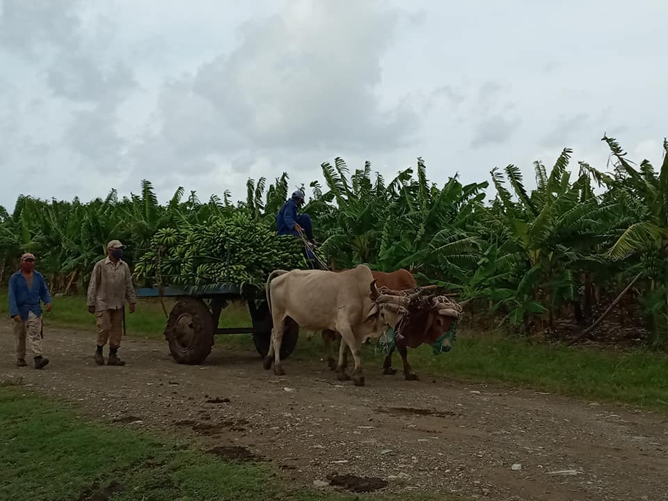Cuba avanza en la recuperación tras tormenta Elsa Cuba avanza en la recuperación tras tormenta Elsa
