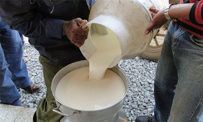 Industria láctea incentivará en productores entrega de leche Industria láctea incentivará en productores entrega de leche