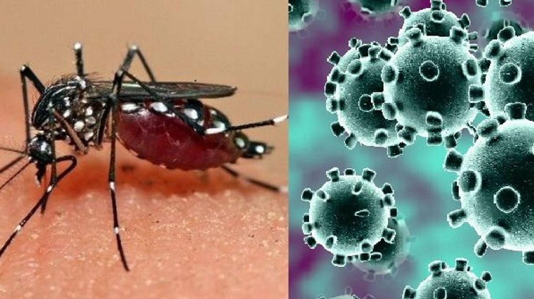 Dengue y Covid-19 marcan situación epidemiológica en Granma Dengue y Covid-19 marcan situación epidemiológica en Granma
