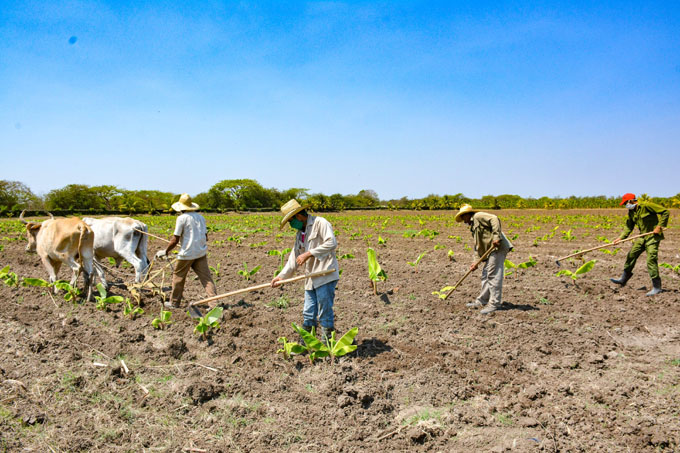 Granma concluirá campaña de primavera con metas cumplidas