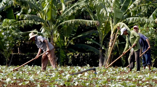 Adaptan  sector de la Agricultura a medidas de contención en Granma