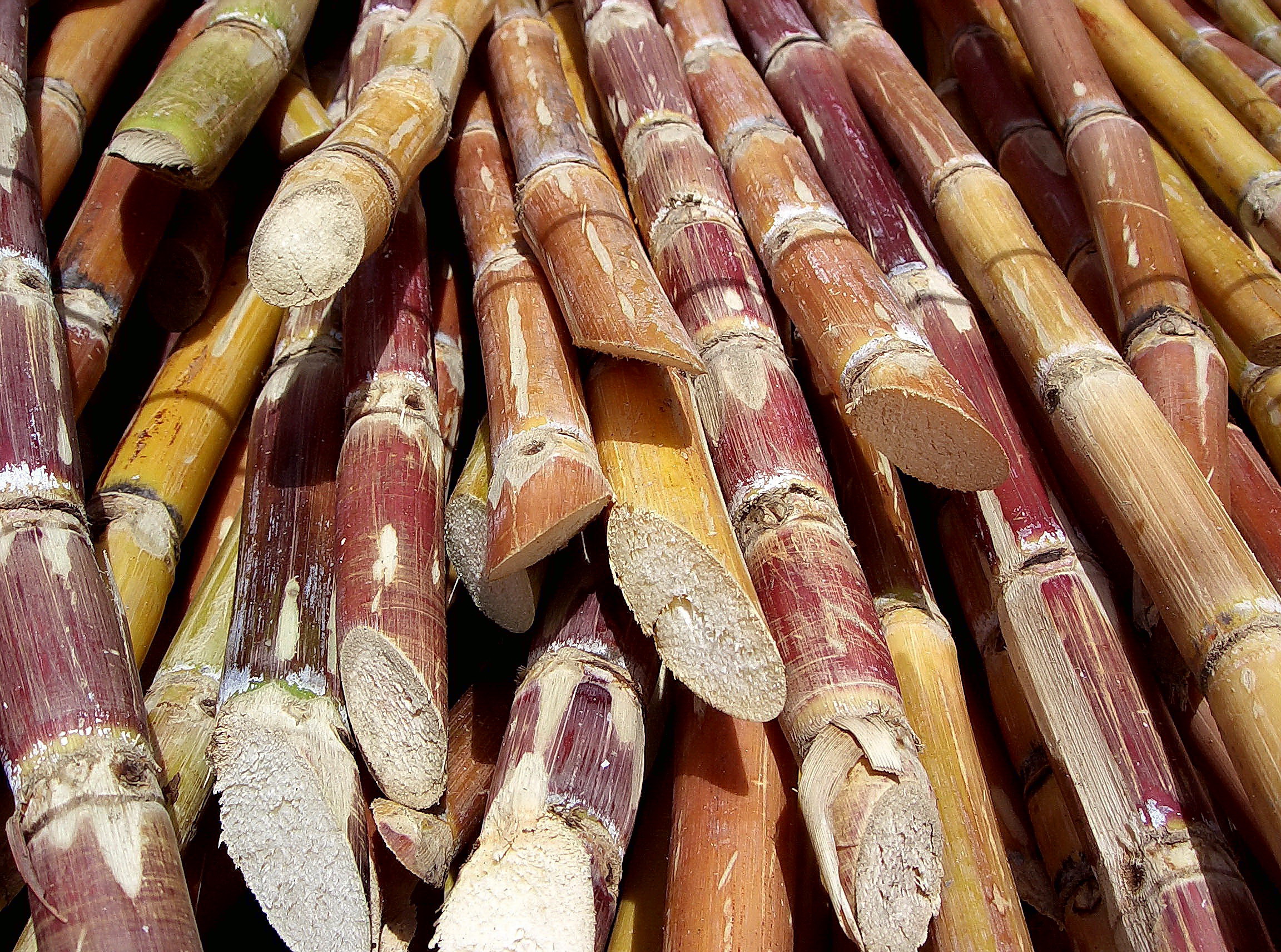 Impulsará empresa agroindustrial de Campechuela producción de caña y azúcar Impulsará empresa agroindustrial de Campechuela producción de caña y azúcar