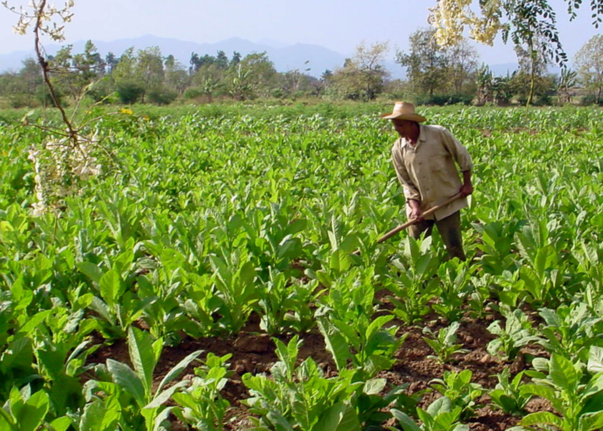 Iniciará siembra de tabaco en Granma Iniciará siembra de tabaco en Granma