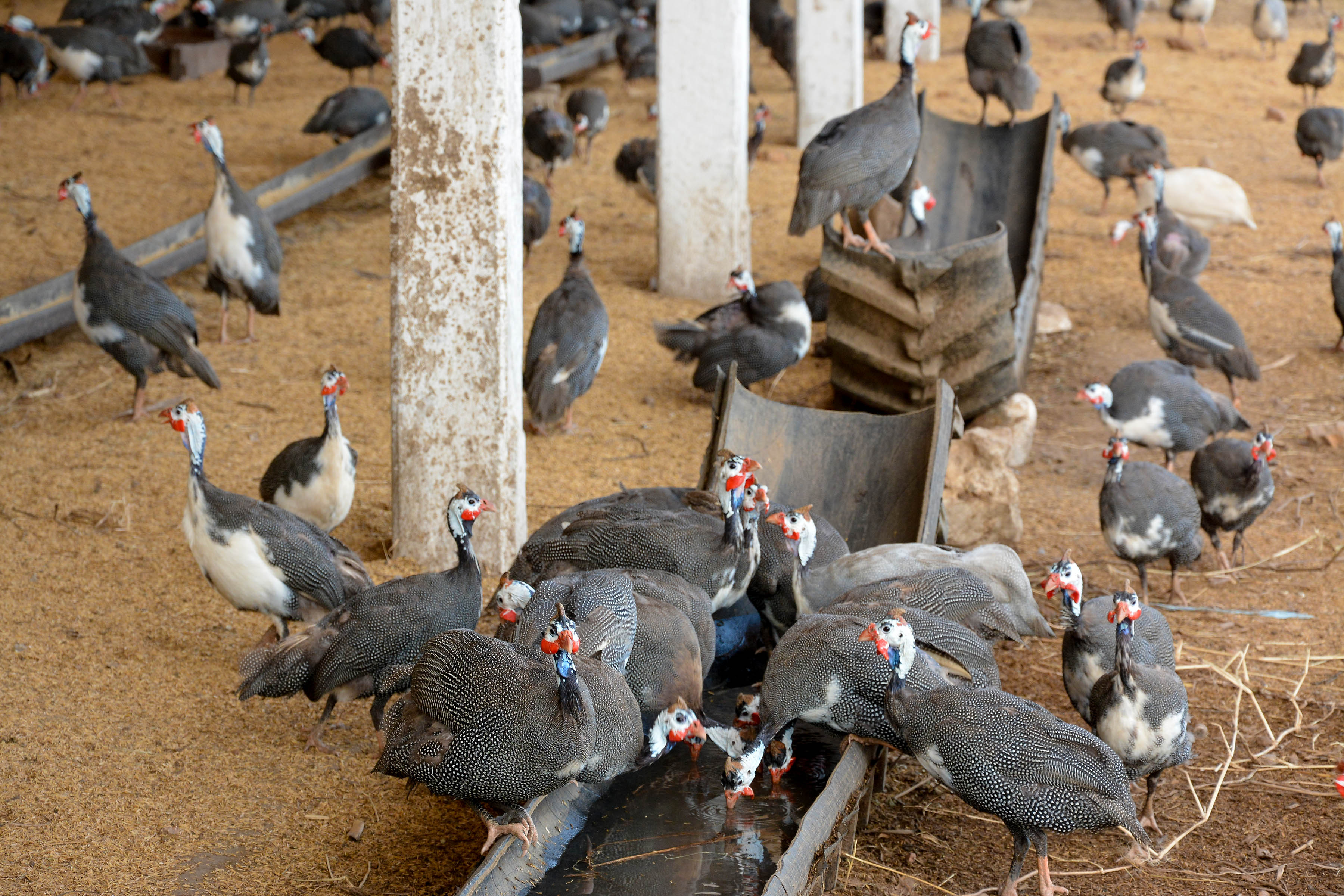 Arroceros por autosuficiencia alimentaria 