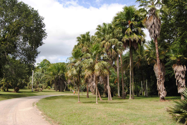 Botánico Cupaynicú celebra 40 años de creado (+fotos)