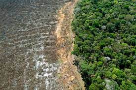 Deforestación de Amazonia brasileña impone marca en octubre Deforestación de Amazonia brasileña impone marca en octubre