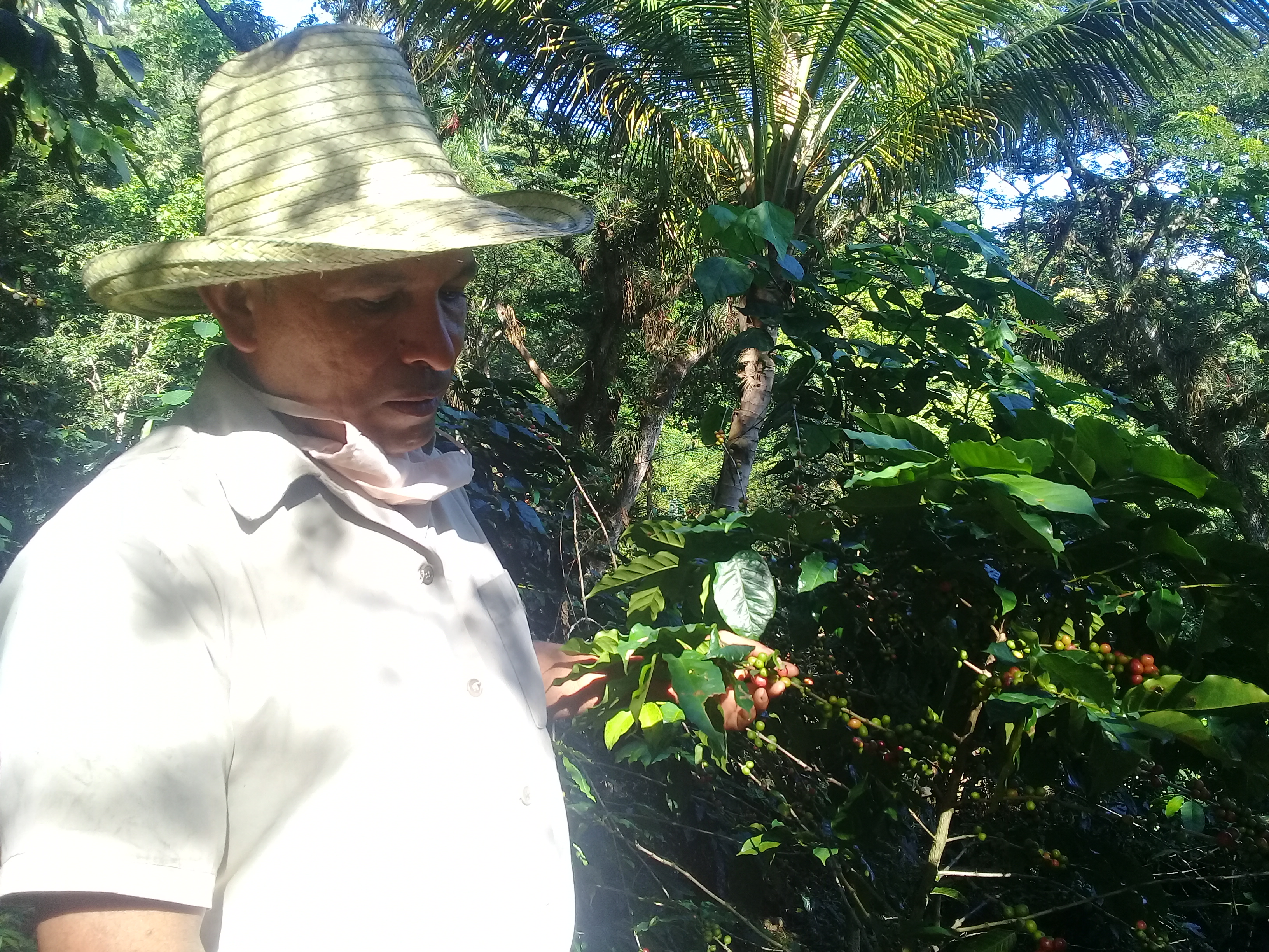 Para renovar la vida y los campos en la Sierra Maestra