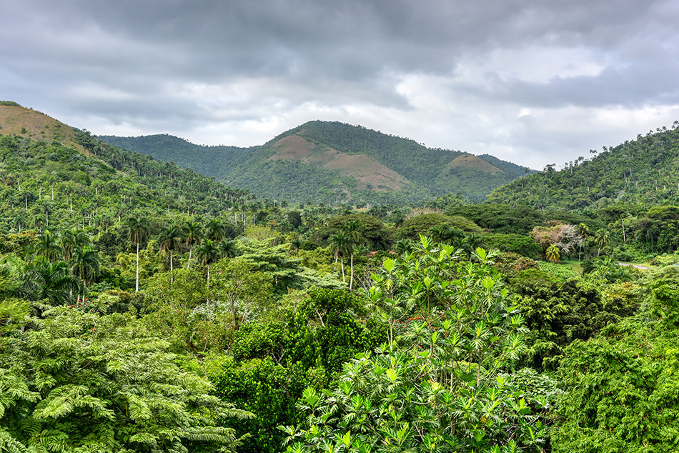 Las selvas tropicales de Cuba