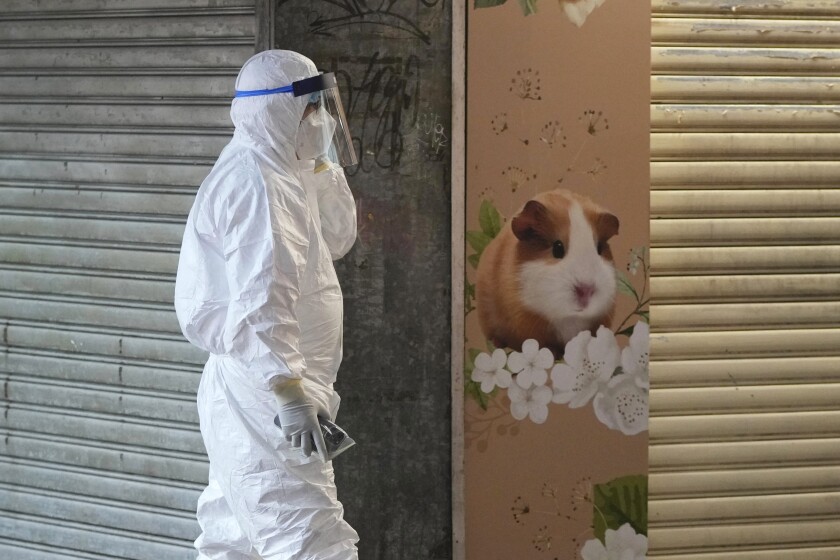 Hong Kong sacrifica a dos mil hámsteres por Covid-19