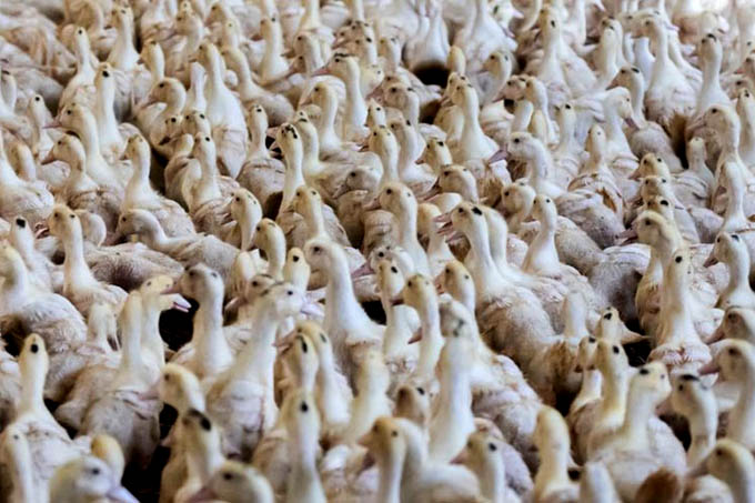 Francia sacrificó 1,2 millones de aves por epidemia de gripe
