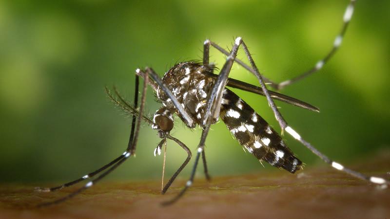 Muy compleja situación con la focalidad del Aedes aegypti