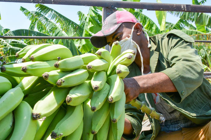 Presentarán hoy Plan Nacional de Soberanía Alimentaria a diplomáticos y agencias de cooperación