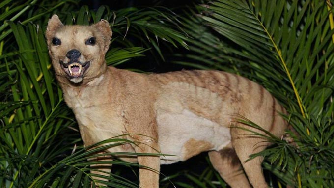 Desarrollarán tecnologías para recuperar especies de la extinción Desarrollarán tecnologías para recuperar especies de la extinción